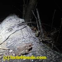 /home//u458753944/public_html/sourcegallery//////Roxborough Toad Detour/2013-2019/2018/2018-04-13/P4130020.JPG